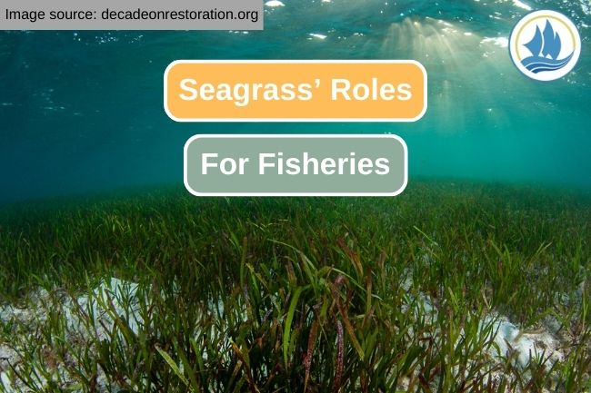 Seagrass as the Key to the Future Sustainable Fishing Industry